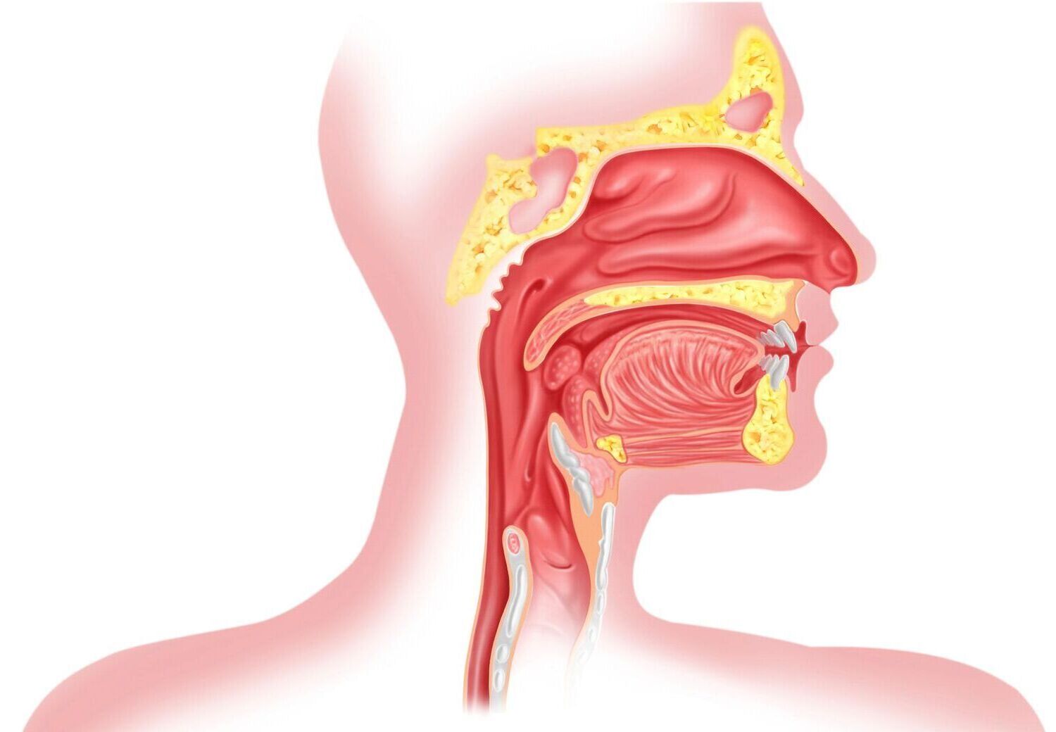 30-facts-about-esophageal-sphincter