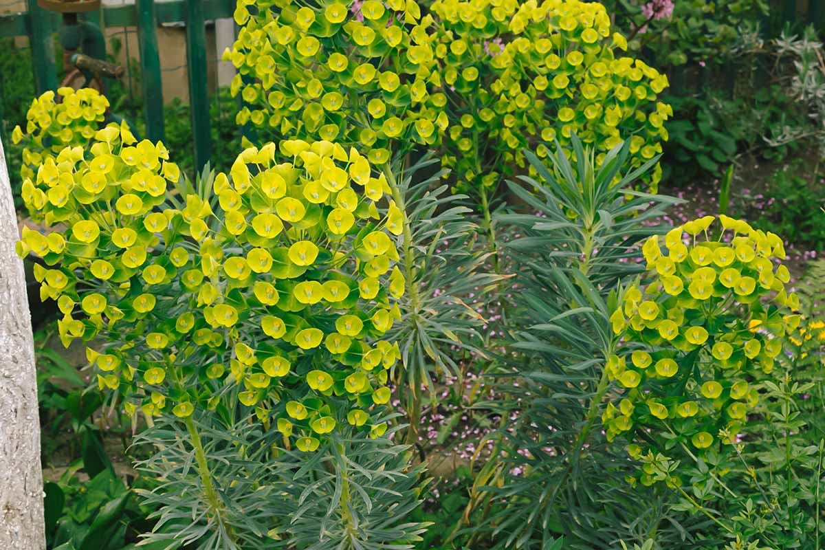 30-facts-about-euphorbia