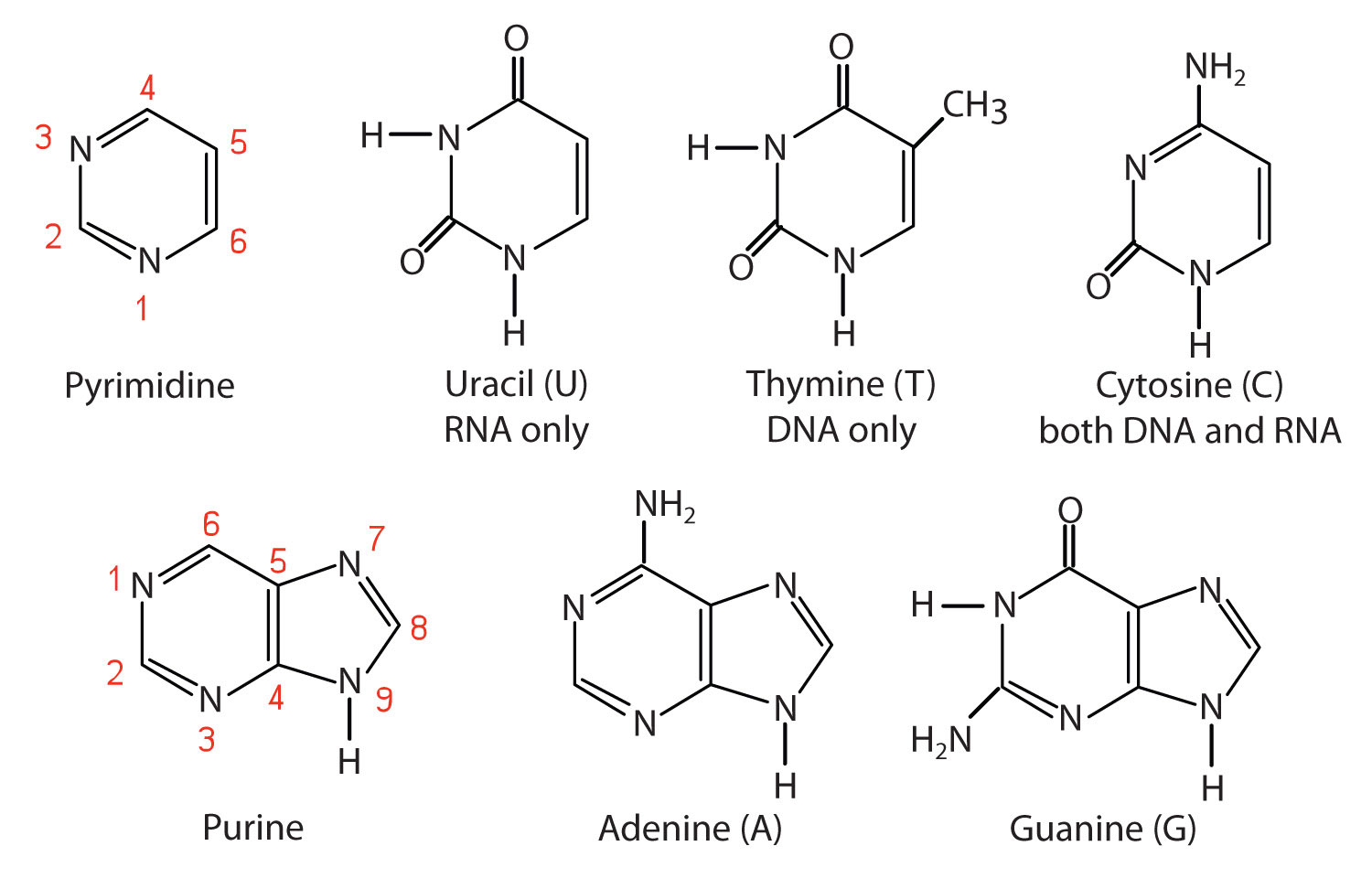 30-facts-about-nucleotides