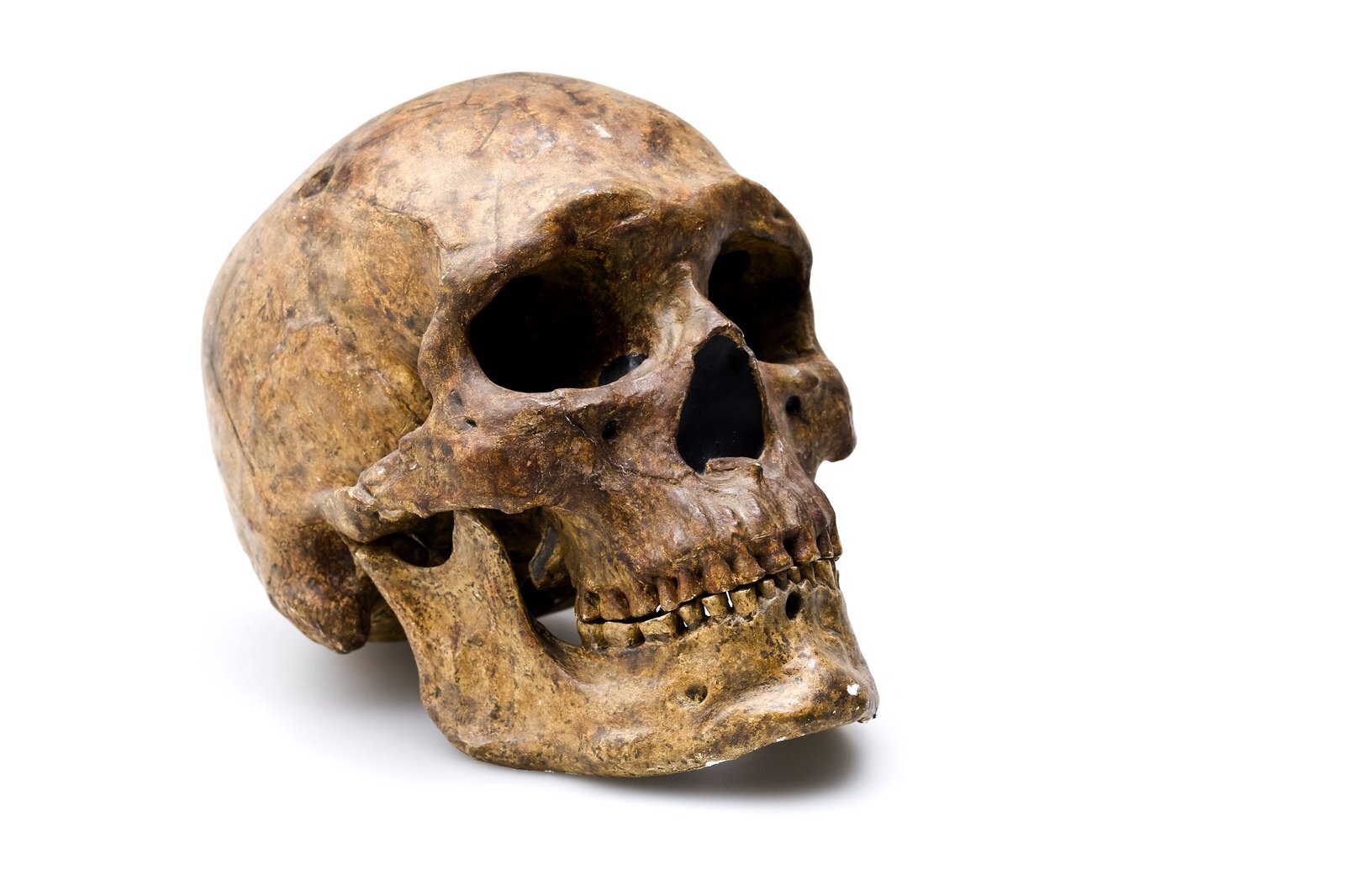 30-facts-about-skulls