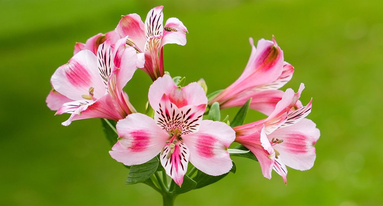 32-facts-about-alstroemeria