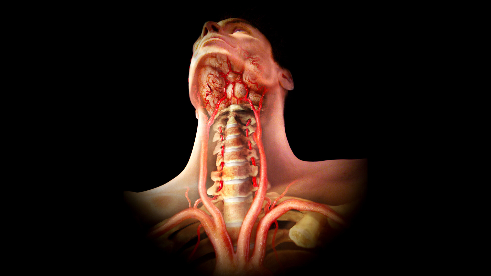 32-facts-about-common-carotid-artery