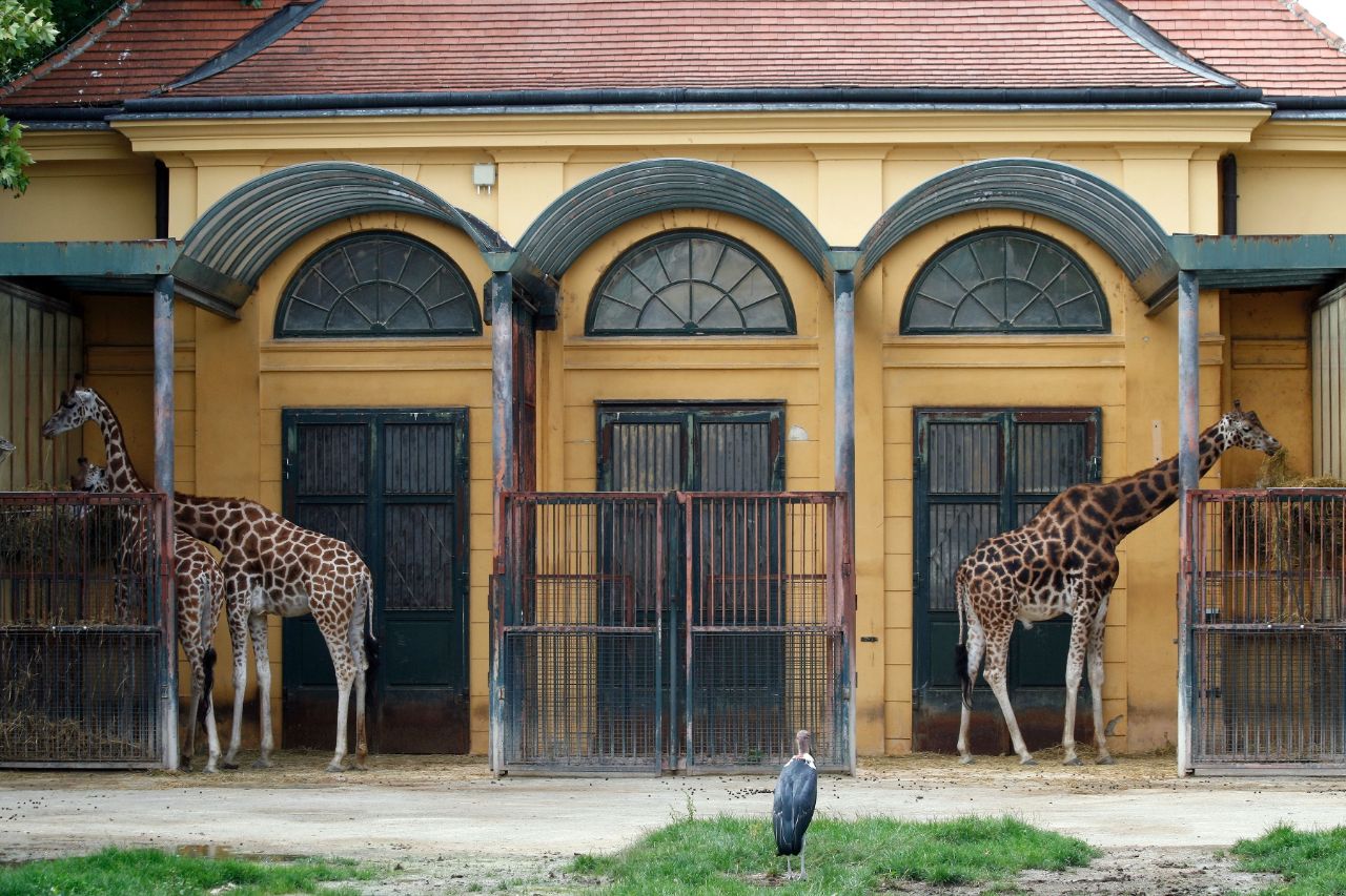 34-facts-about-tiergarten-schonbrunn-vienna-zoo