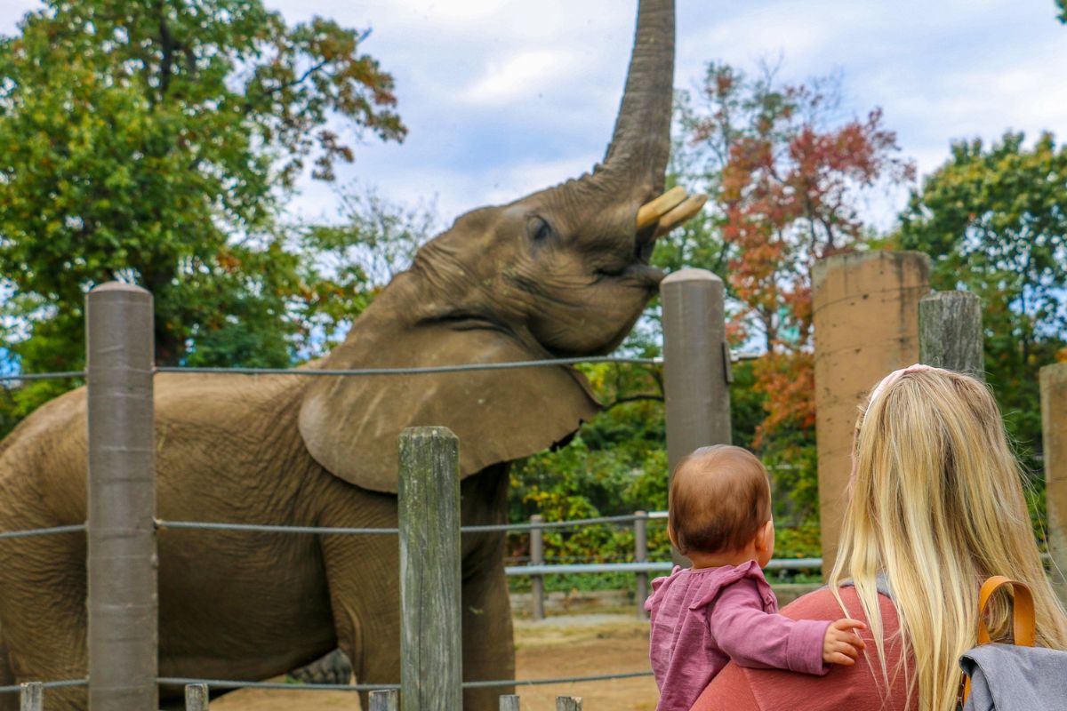 38-facts-about-roger-williams-park-zoo