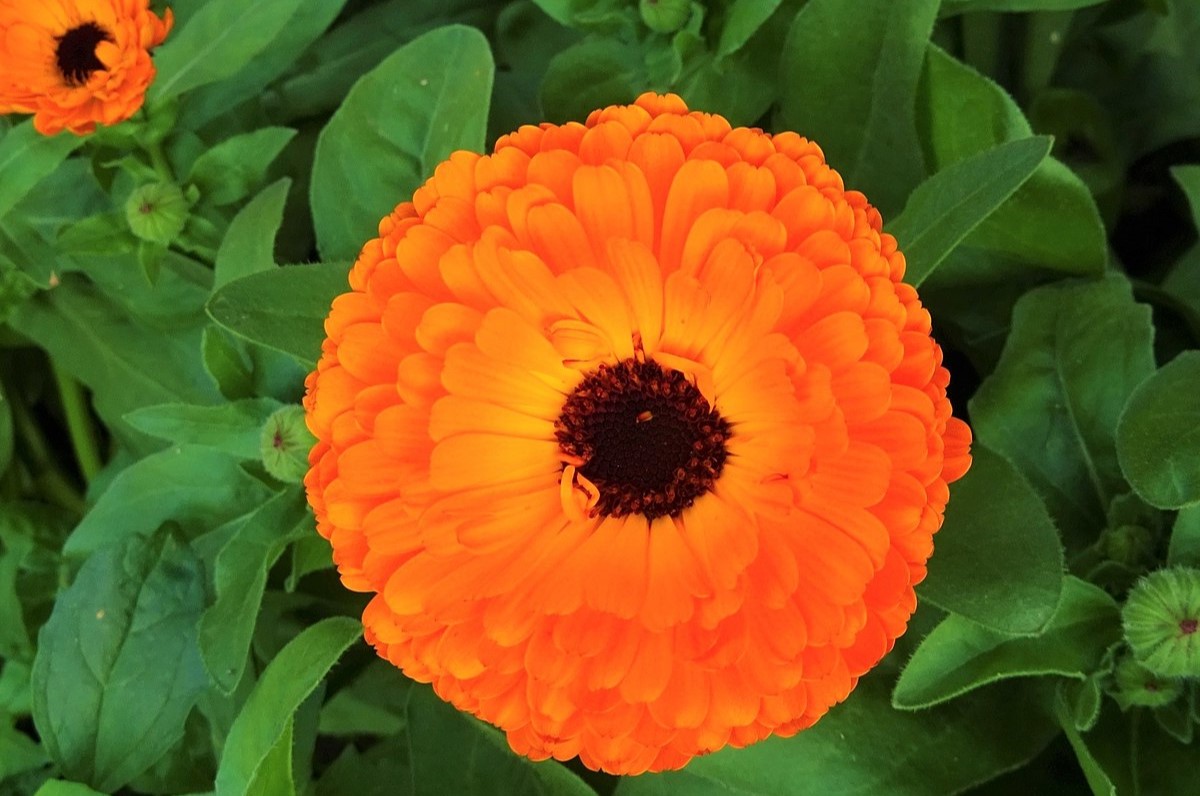 40-facts-about-calendula