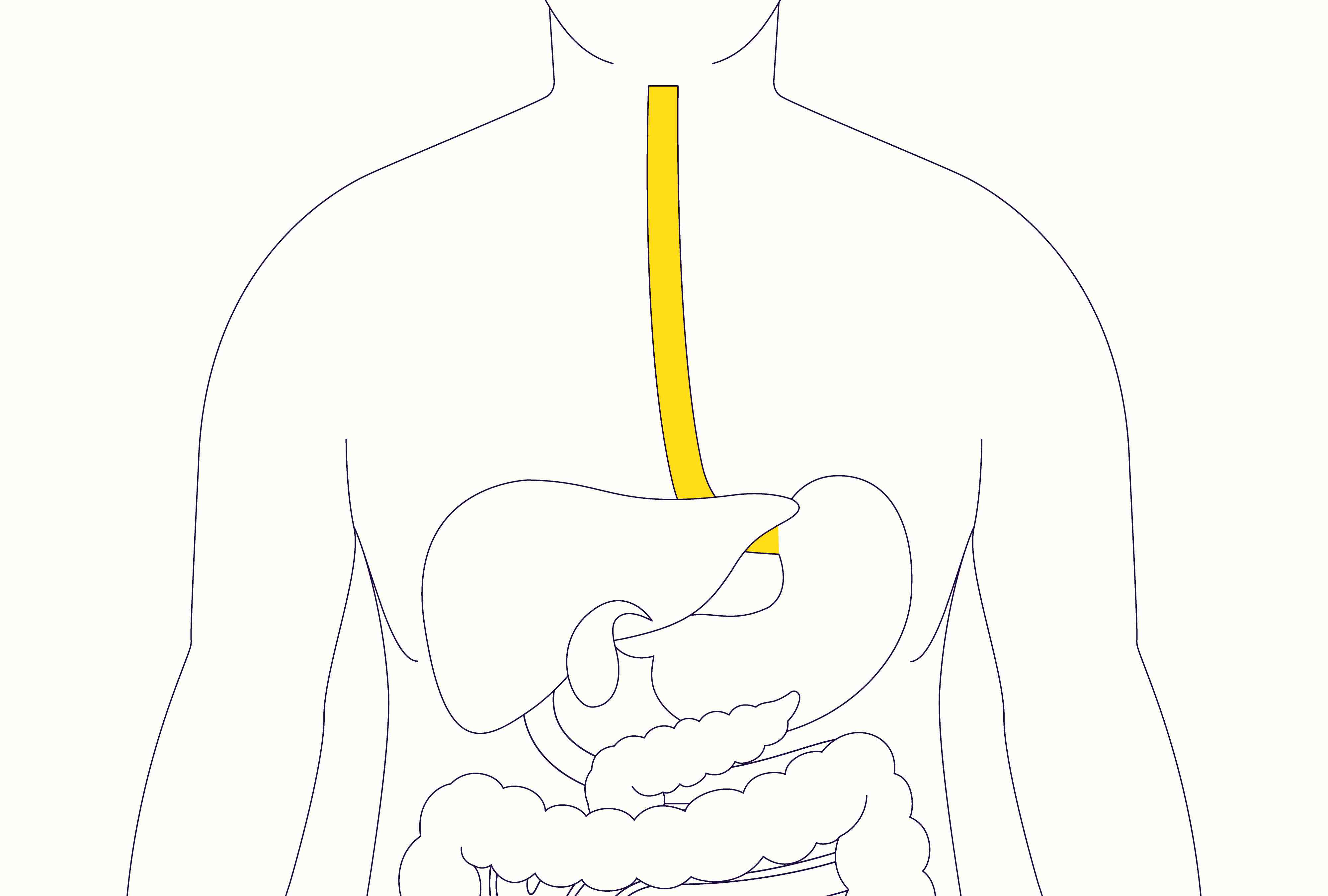 40-facts-about-esophagus