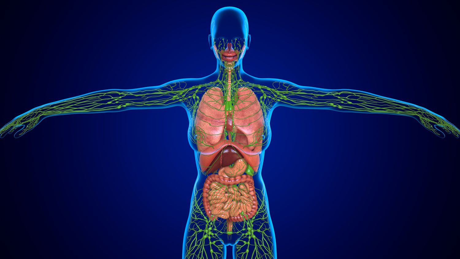 40-facts-about-lymphatic-vessels