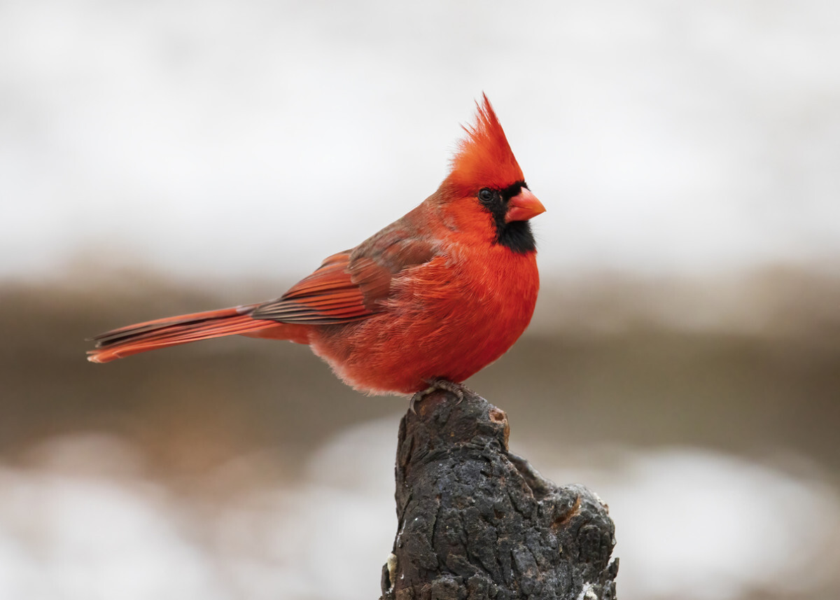 50-facts-about-cardinal