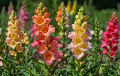 19 Facts About Snapdragon 