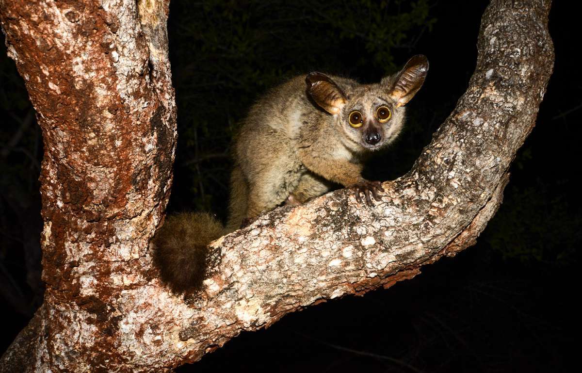 25-facts-about-nocturnal-animals