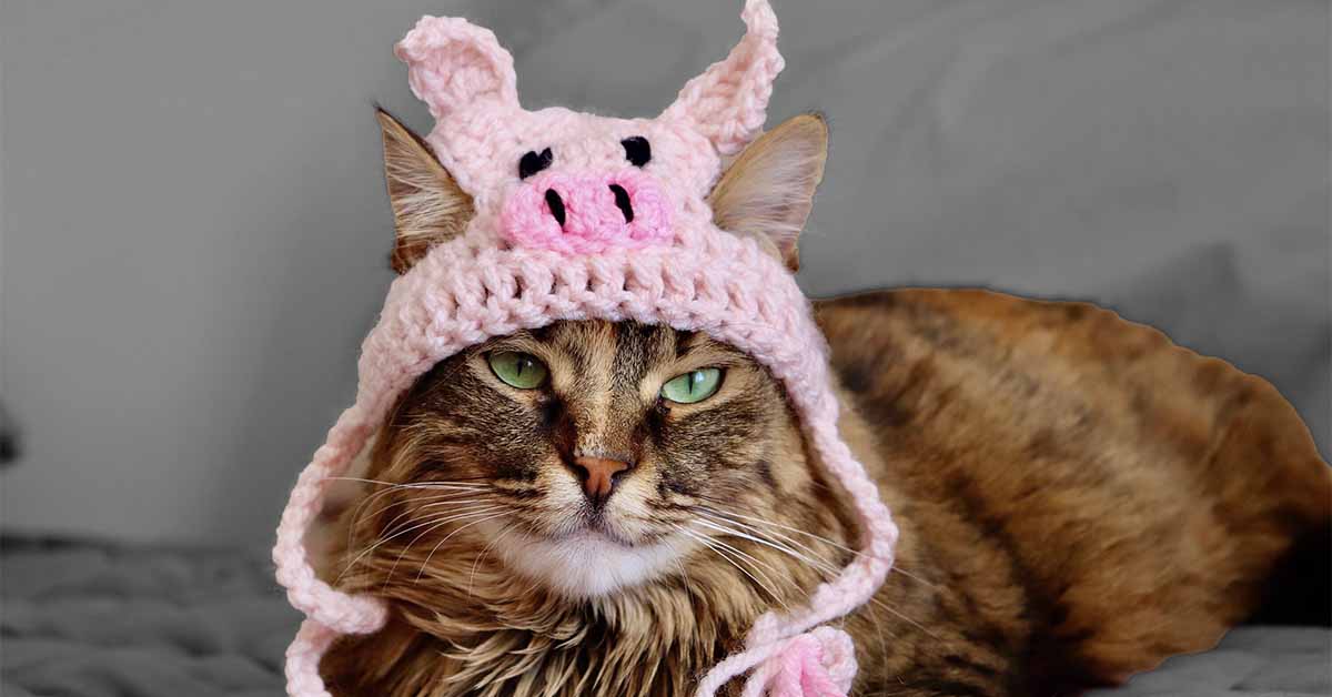 25-facts-about-pork-cat-syndrome