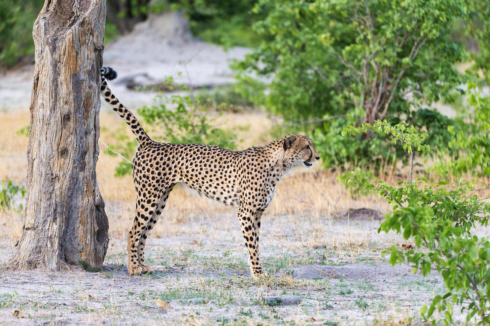 29-facts-about-scent-marking