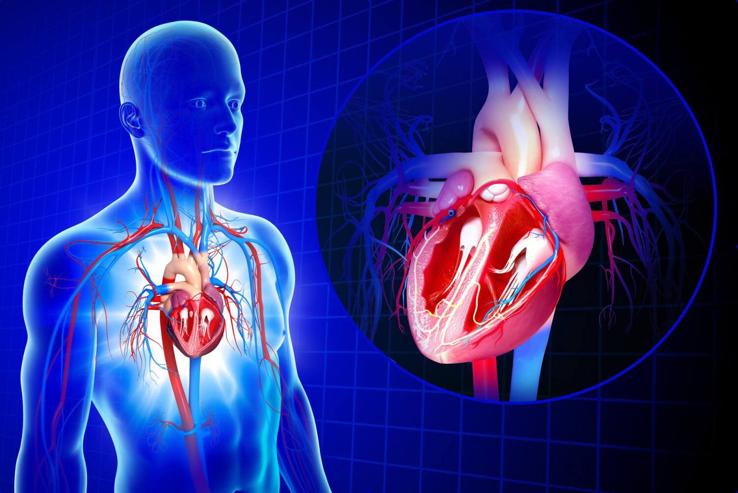 30-facts-about-cardiovascular-health