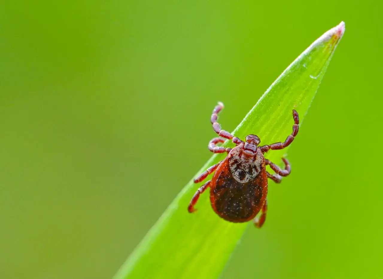 30-facts-about-colorado-tick-fever