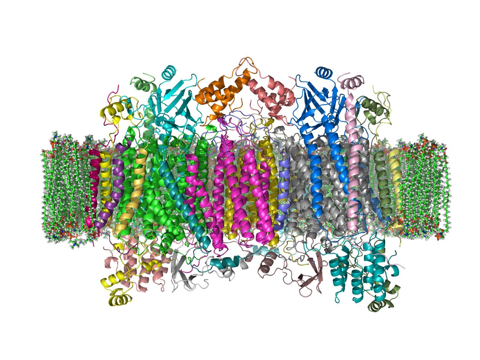 30-facts-about-cytochrome-c-oxidase-deficiency