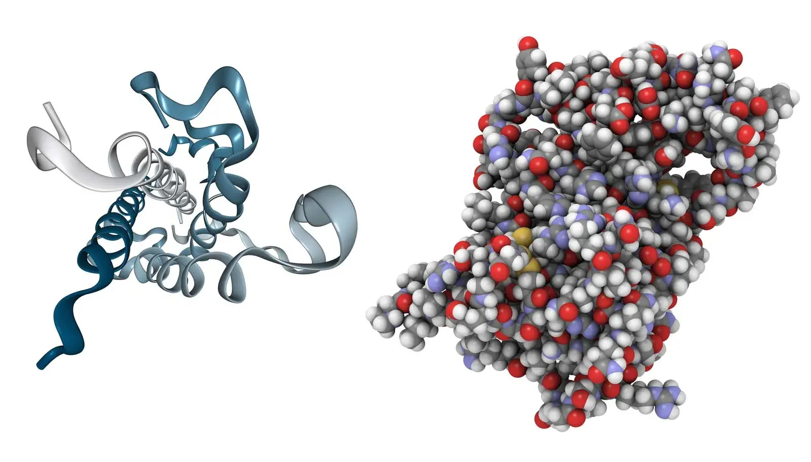 30-facts-about-growth-hormone-releasing-hormone-ghrh