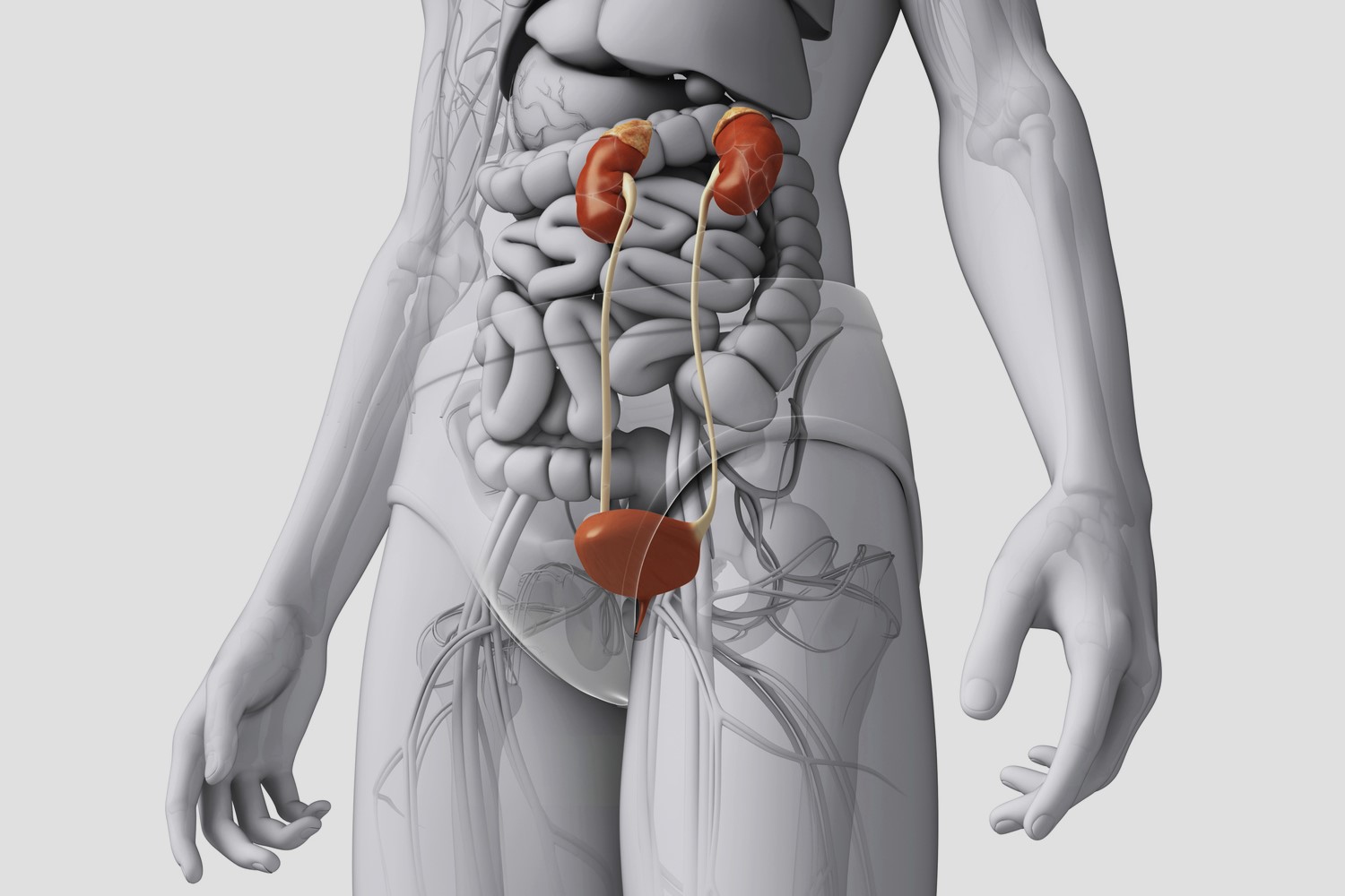 30-facts-about-serpentine-fibula-polycystic-kidney-syndrome