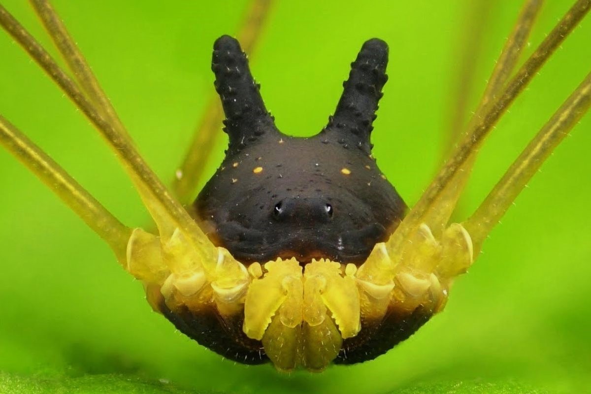 34-facts-about-bunny-harvestman-spider