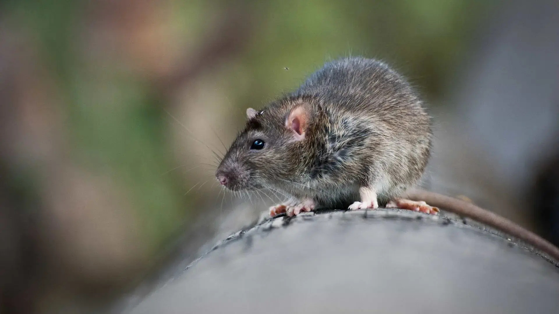 34-facts-about-cannibal-rat-army