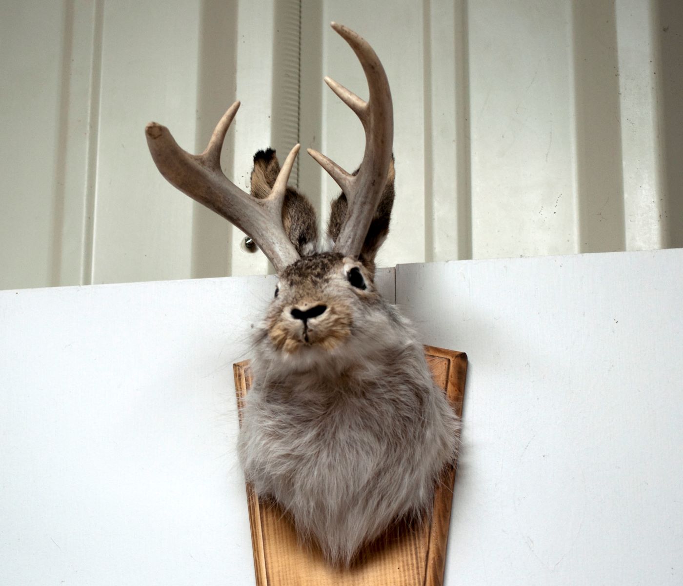 34-facts-about-jackalope