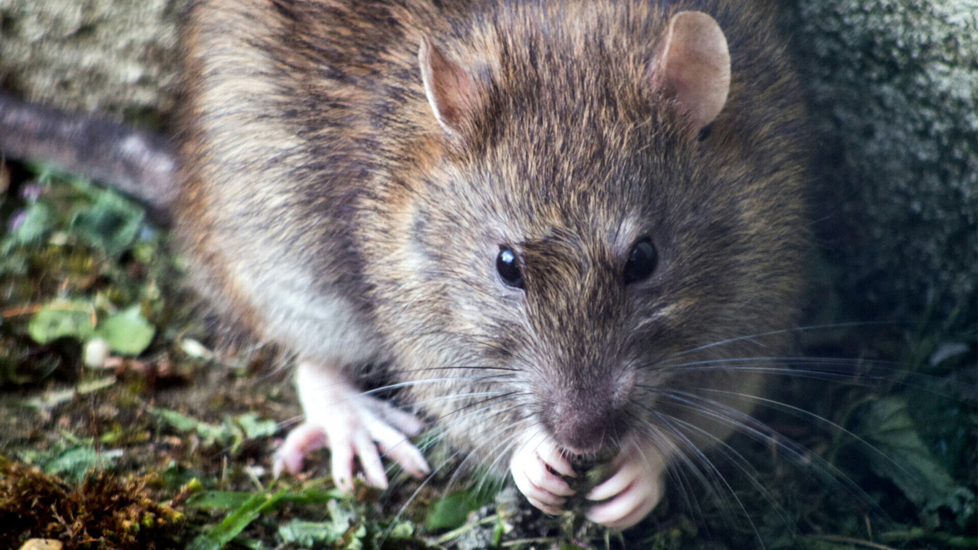 34-facts-about-rat-torture-method