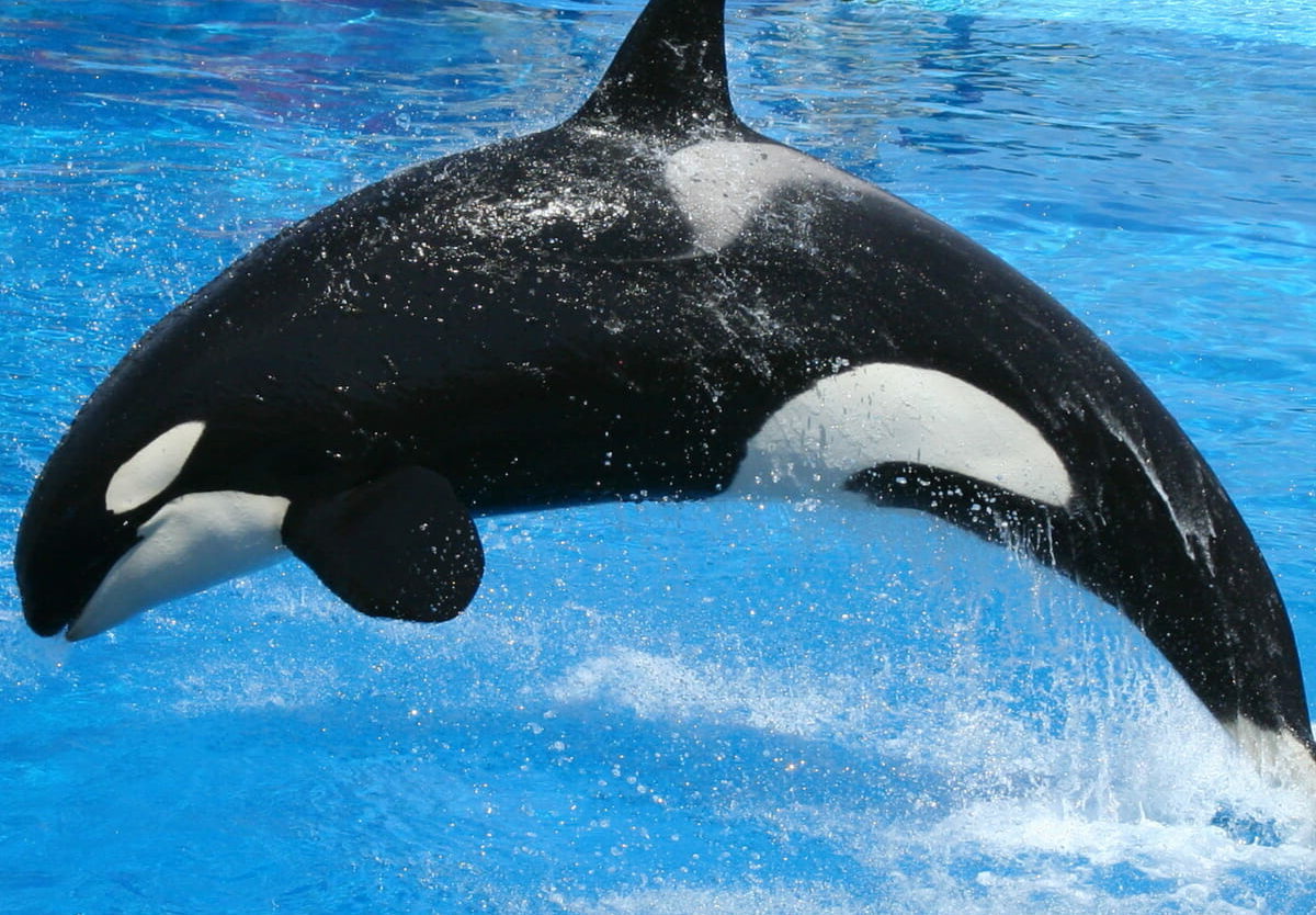 34-facts-about-shamu