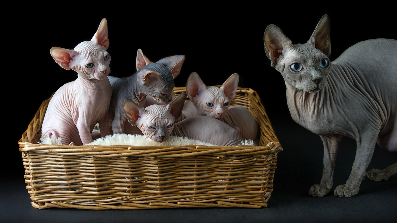 34-facts-about-sphynx-cat