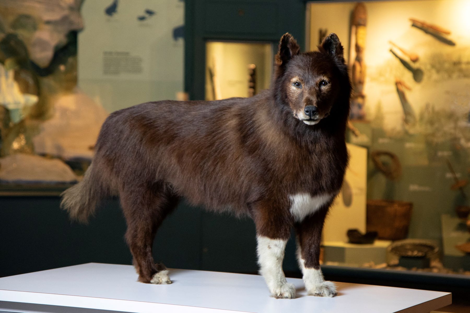 35-facts-about-balto