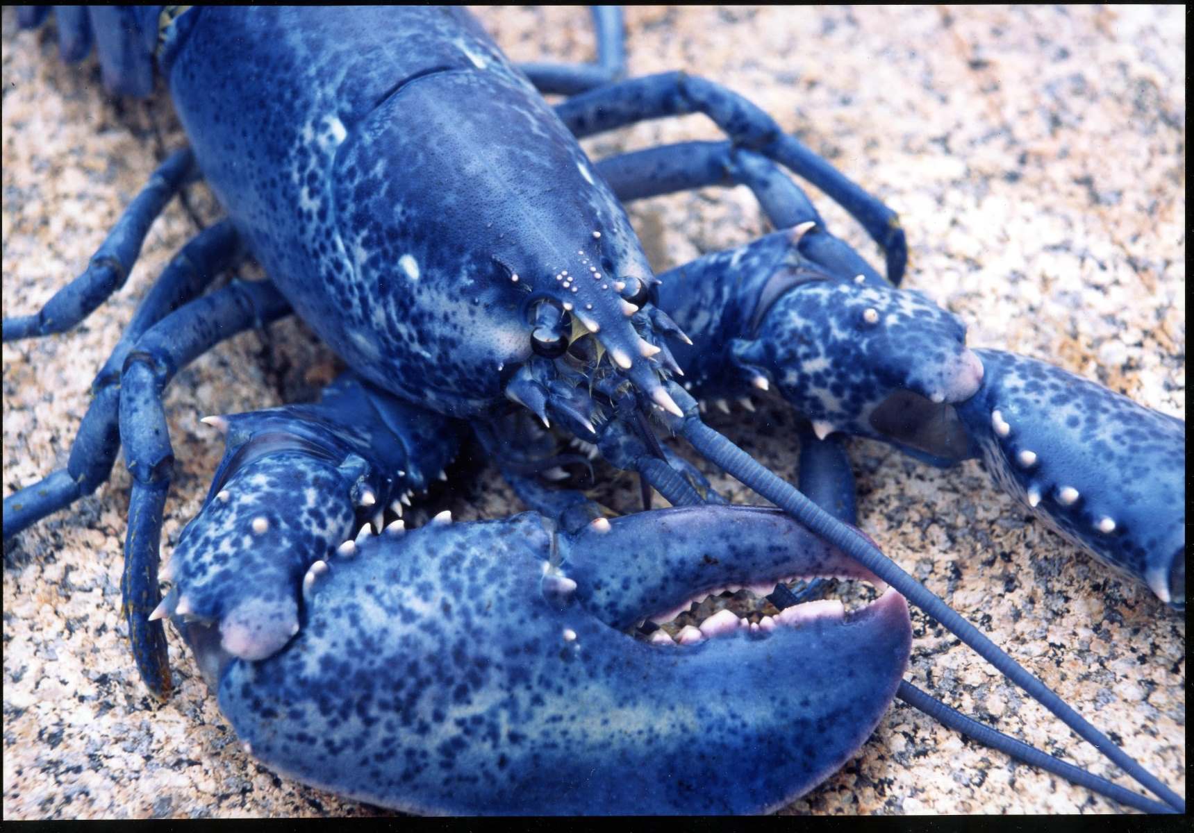 35-facts-about-blue-lobster