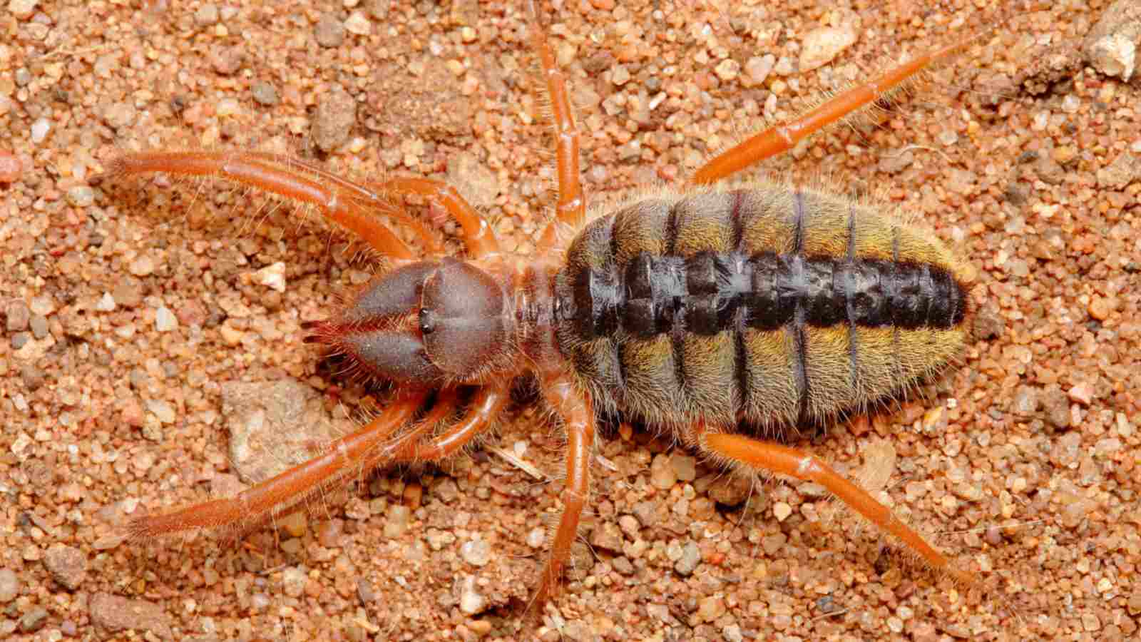 35-facts-about-camel-spider