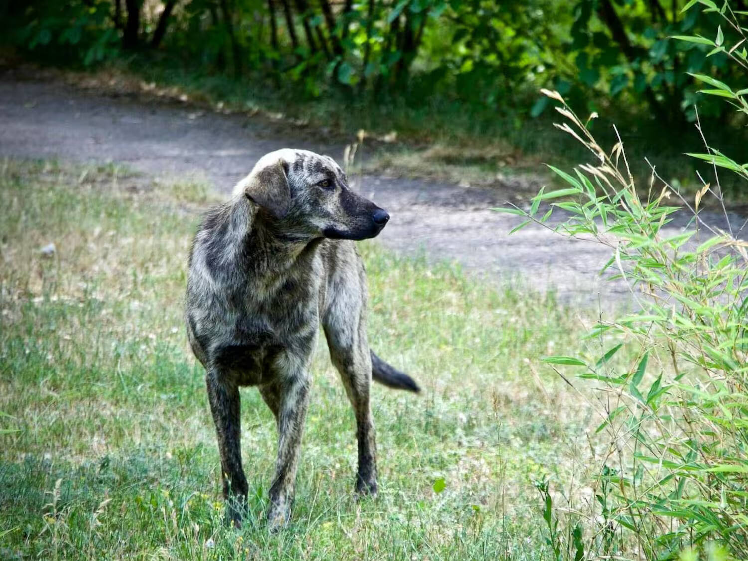 35-facts-about-chernobyl-animals