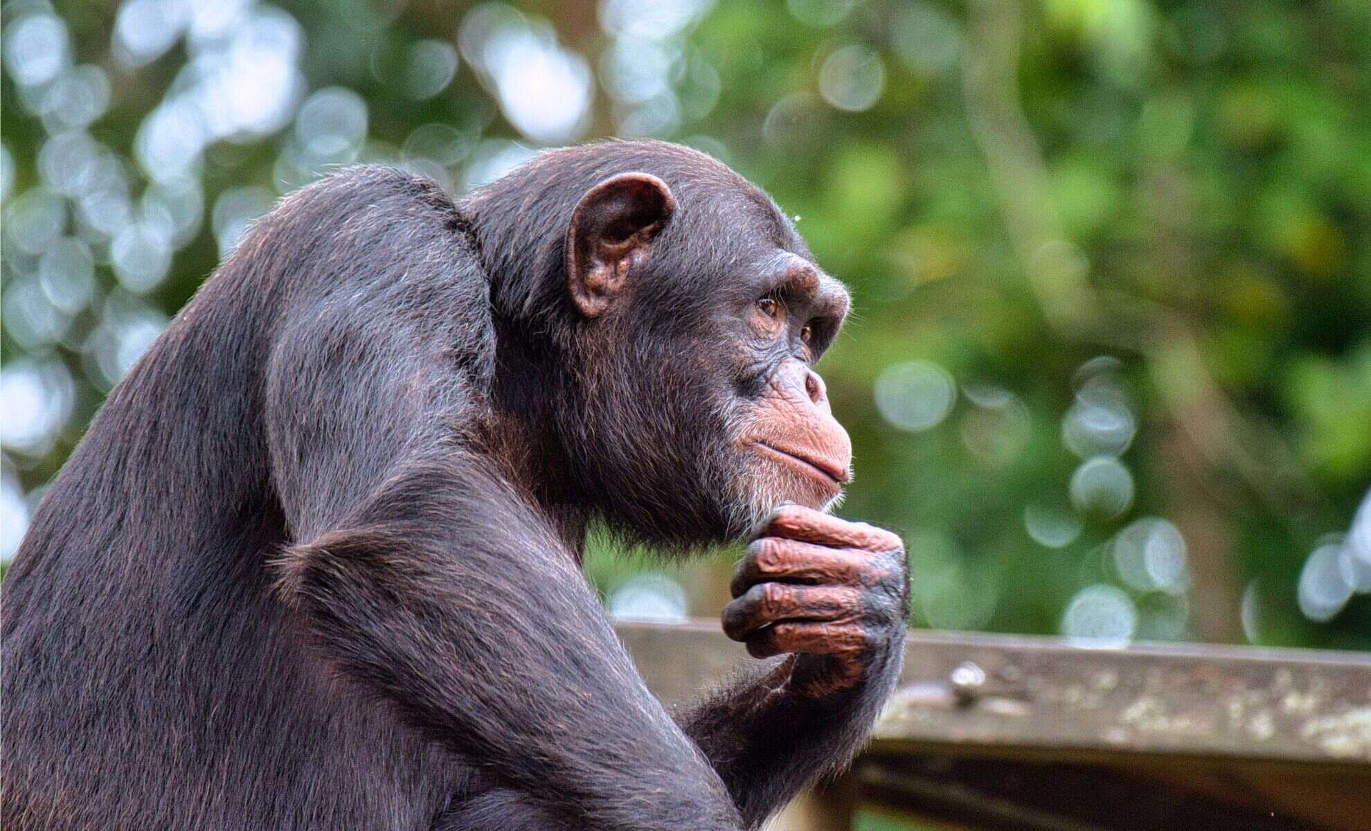 35-facts-about-chimpanzee-human-speech