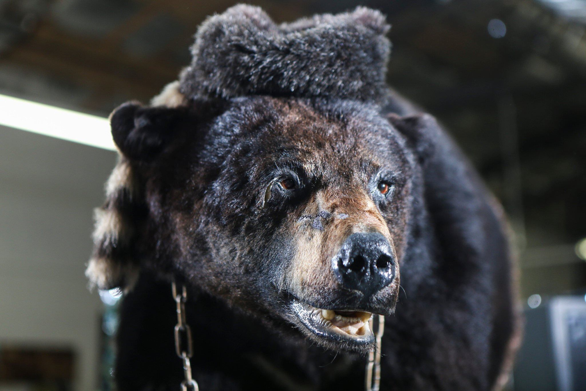 35-facts-about-cocaine-bear