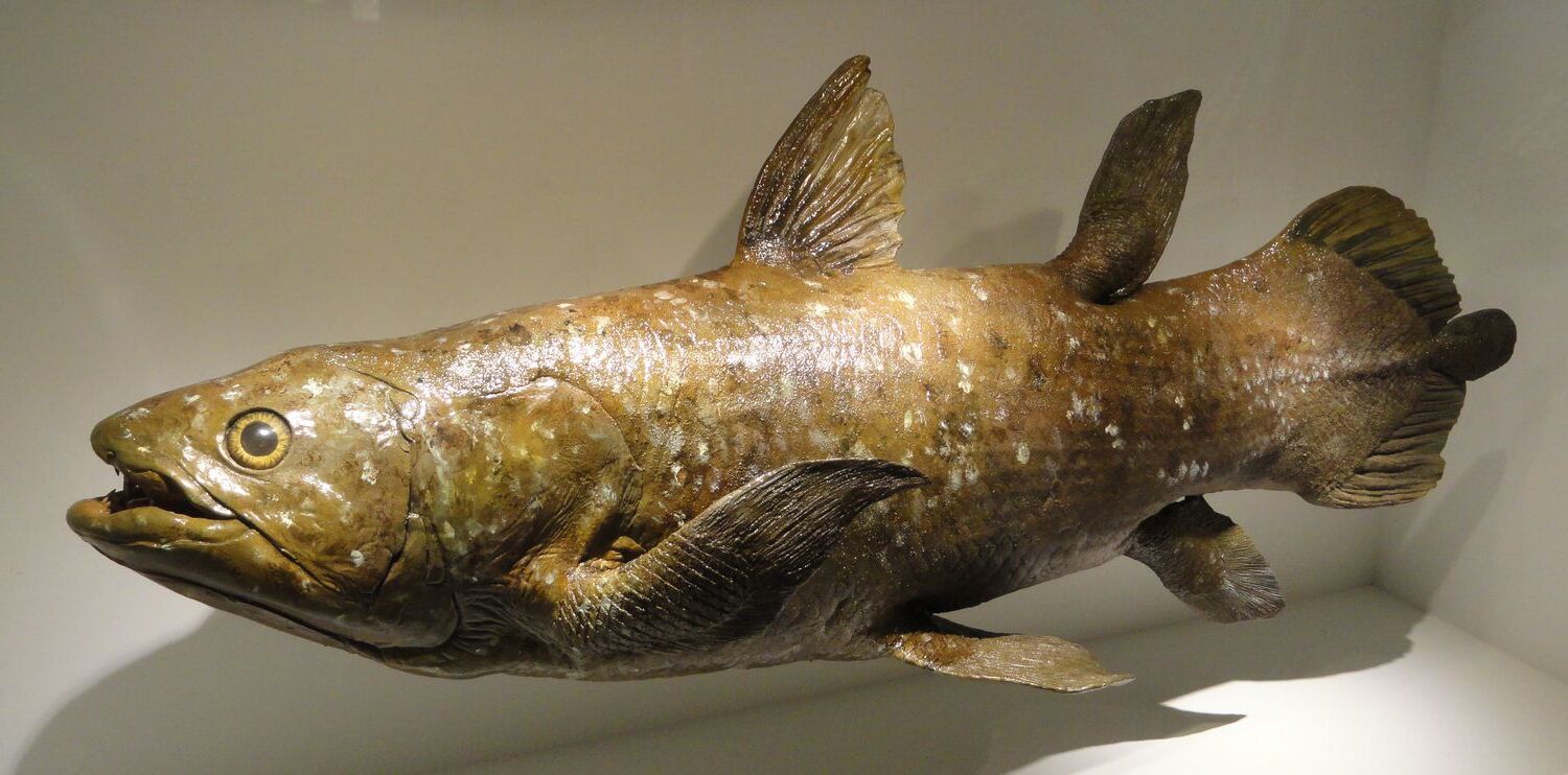 35-facts-about-coelacanth