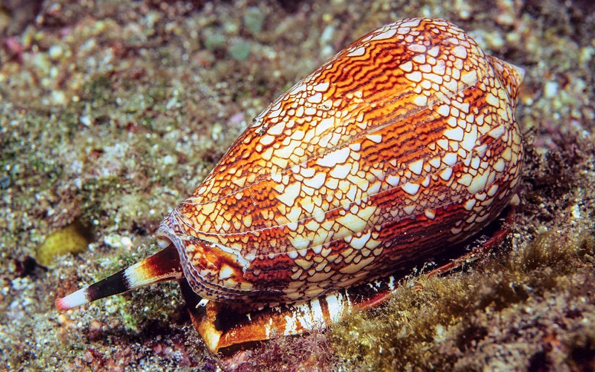 35-facts-about-cone-snail