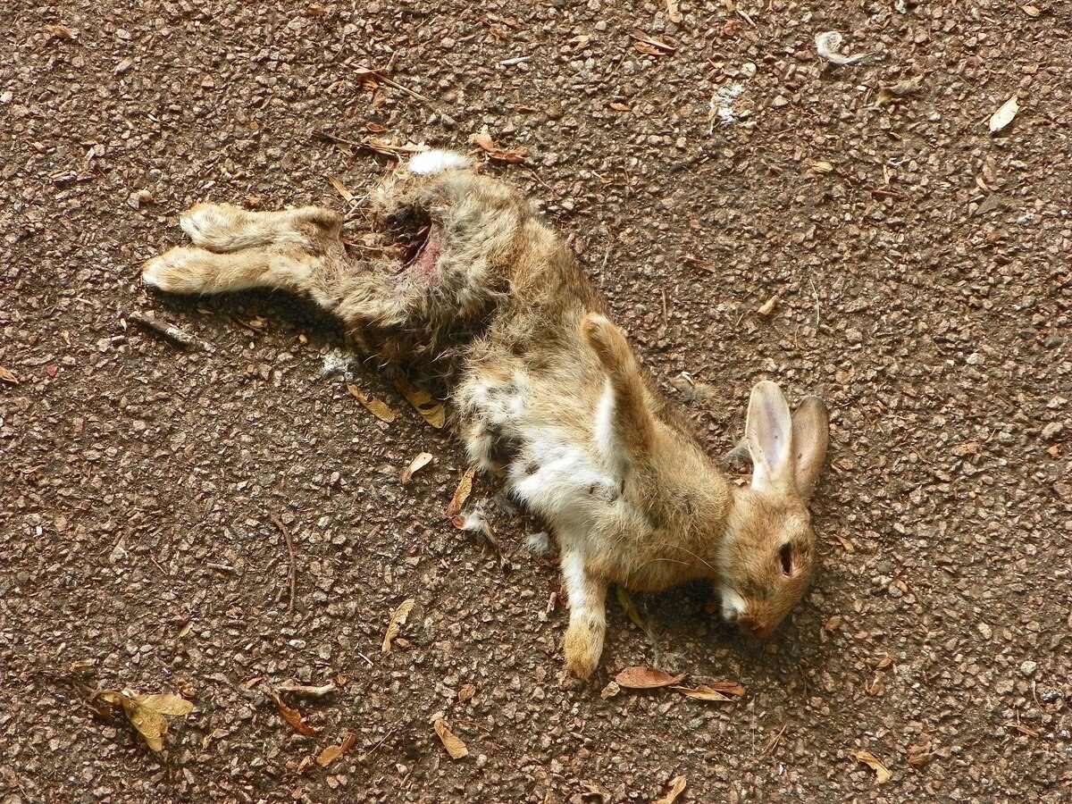 35-facts-about-dead-rabbits