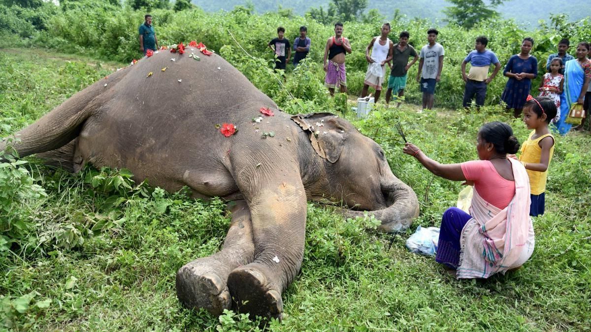 35-facts-about-death-by-elephant