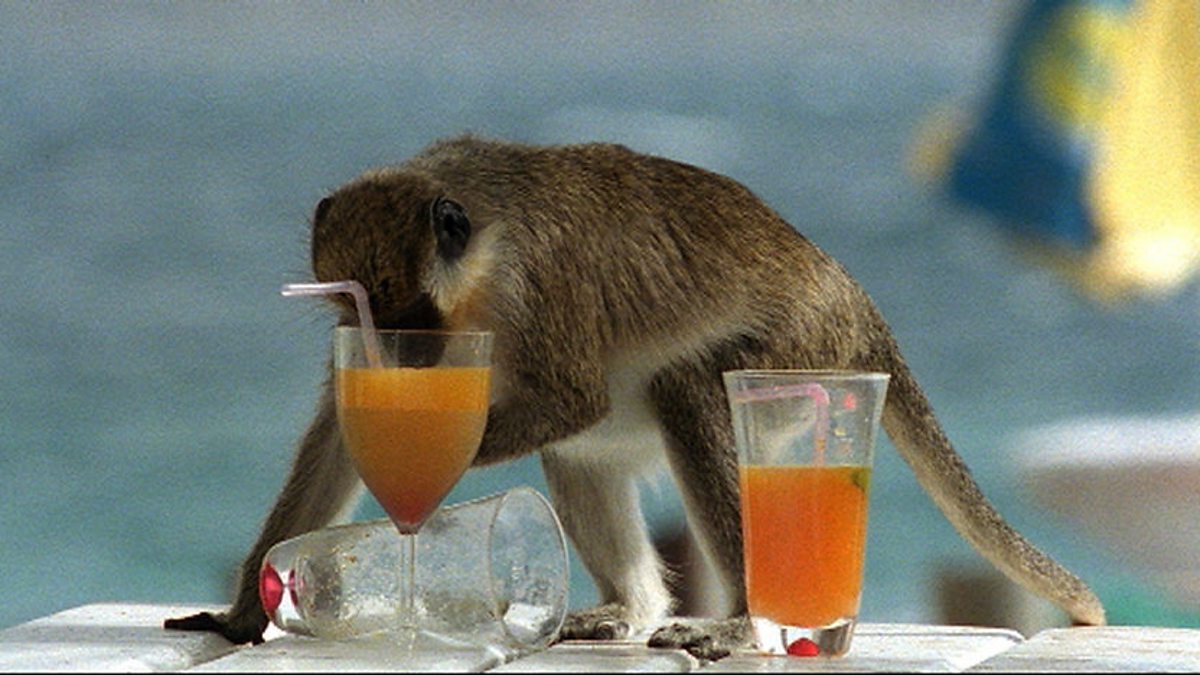 35-facts-about-drunk-monkeys-st-kitts