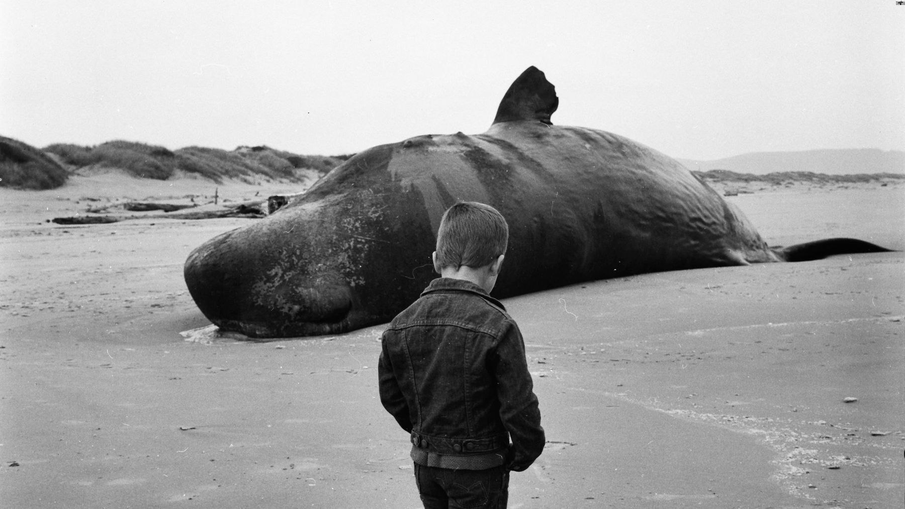 35-facts-about-exploding-whale