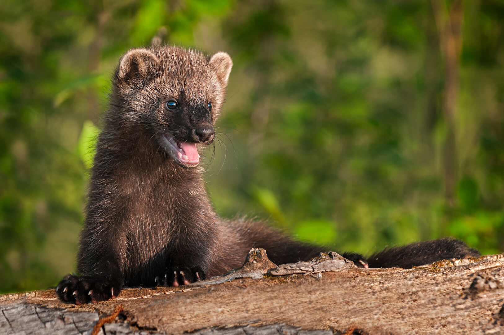 35-facts-about-fisher-cat