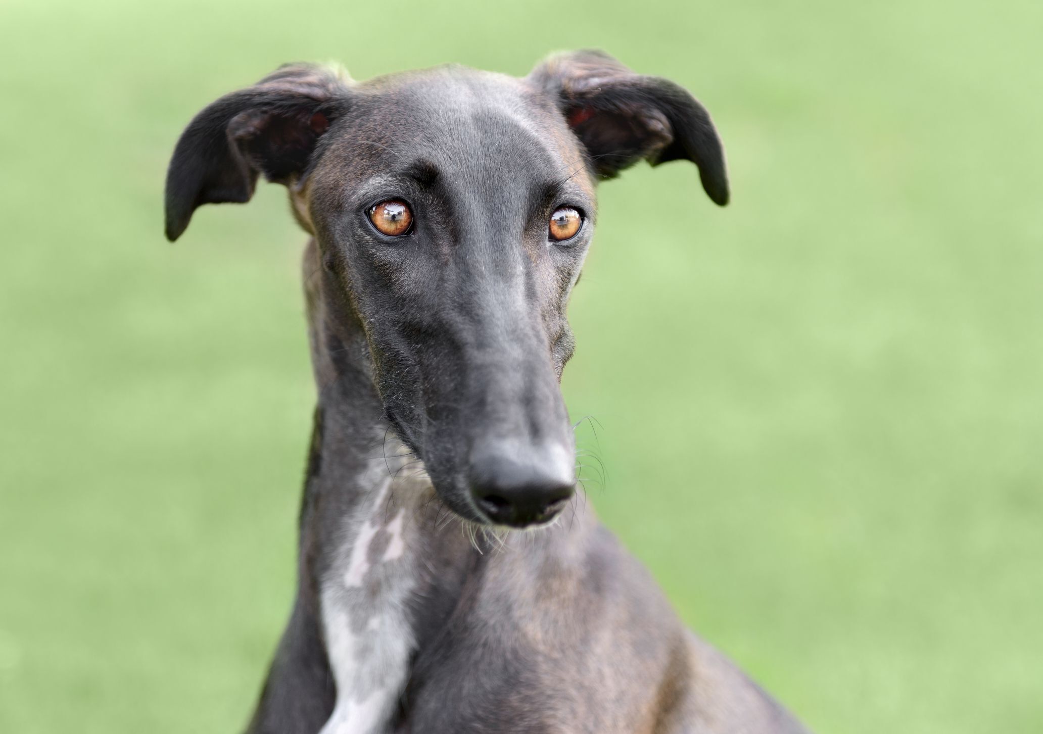 35-facts-about-galgo