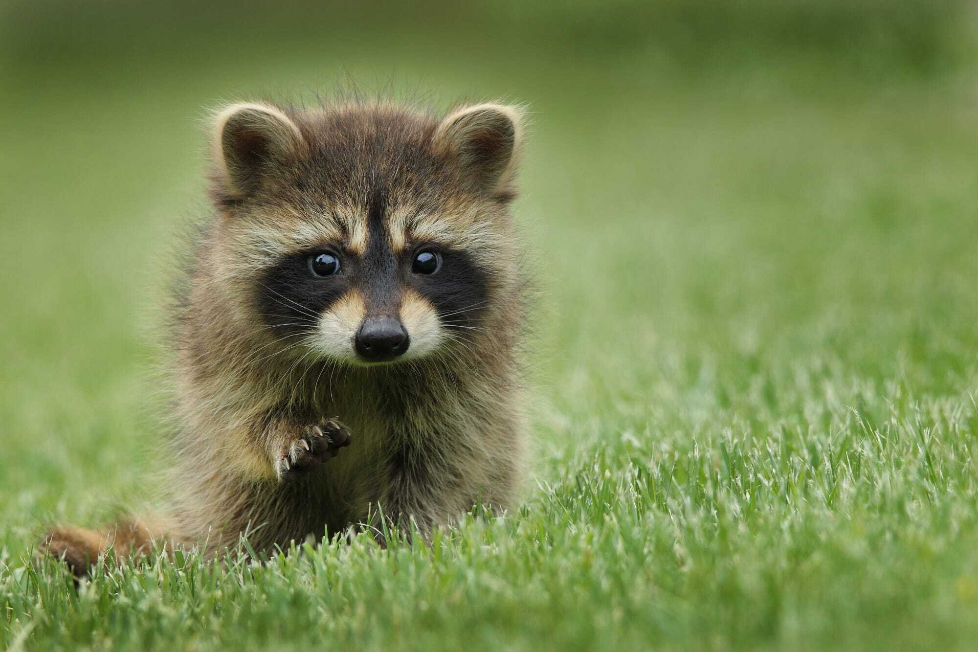 35-facts-about-german-raccoons