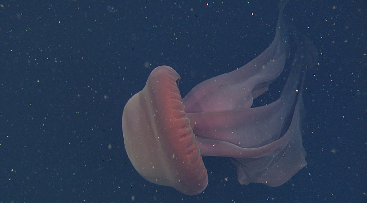 35-facts-about-giant-phantom-jellyfish