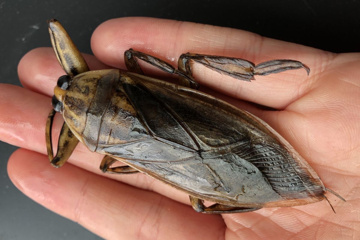 35-facts-about-giant-water-bug