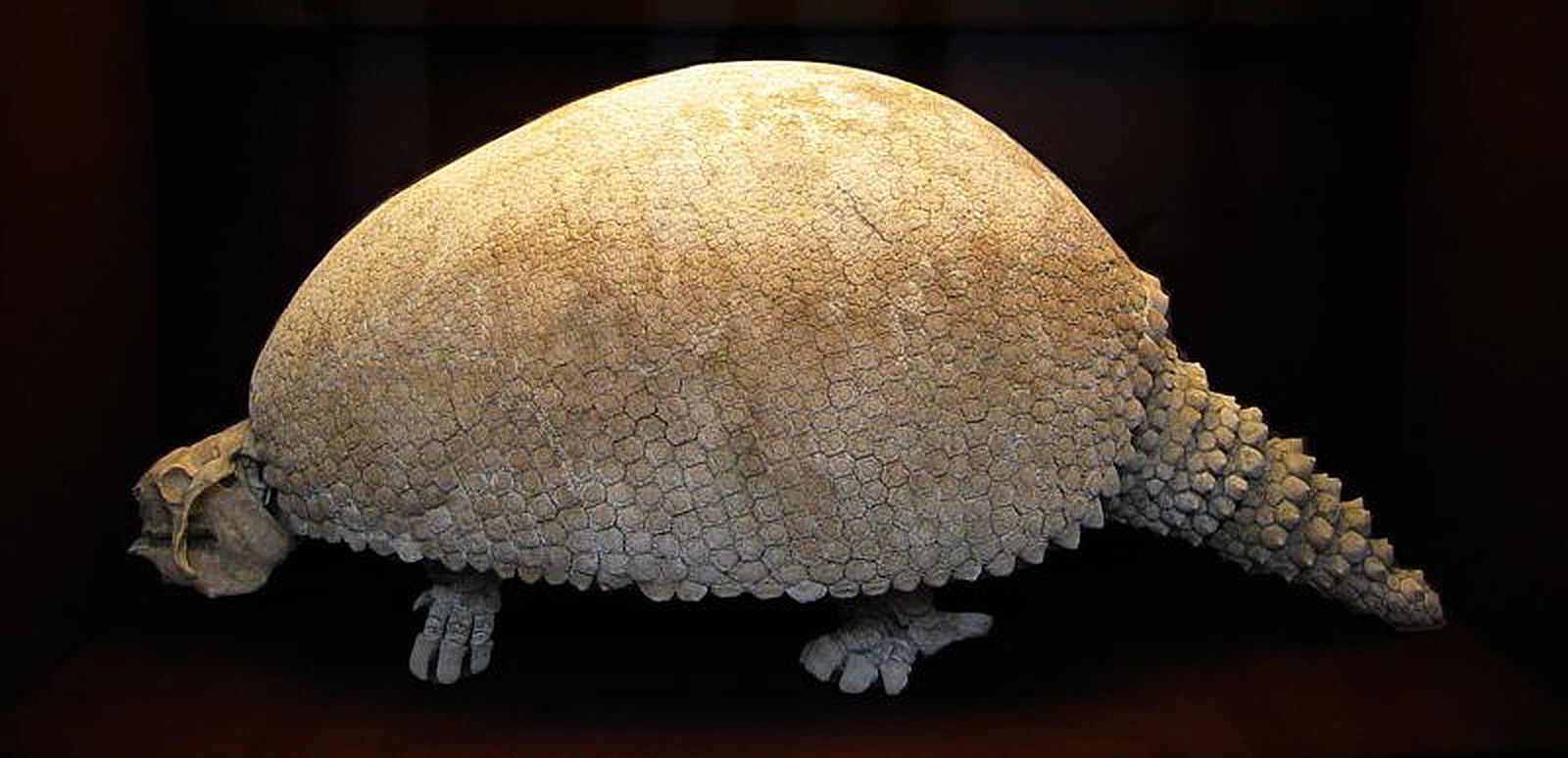 35-facts-about-glyptodon