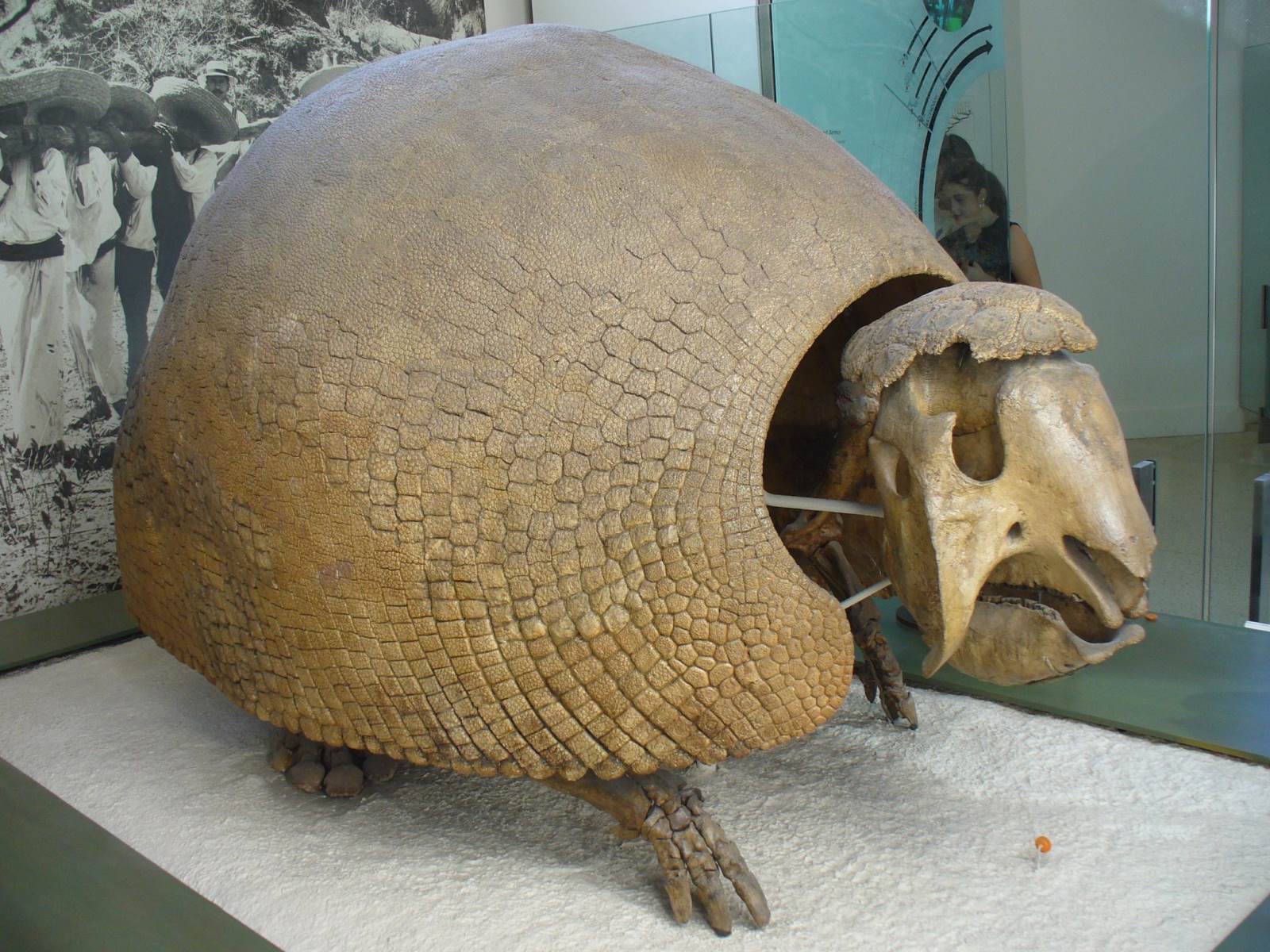 35-facts-about-glyptodon-fossils