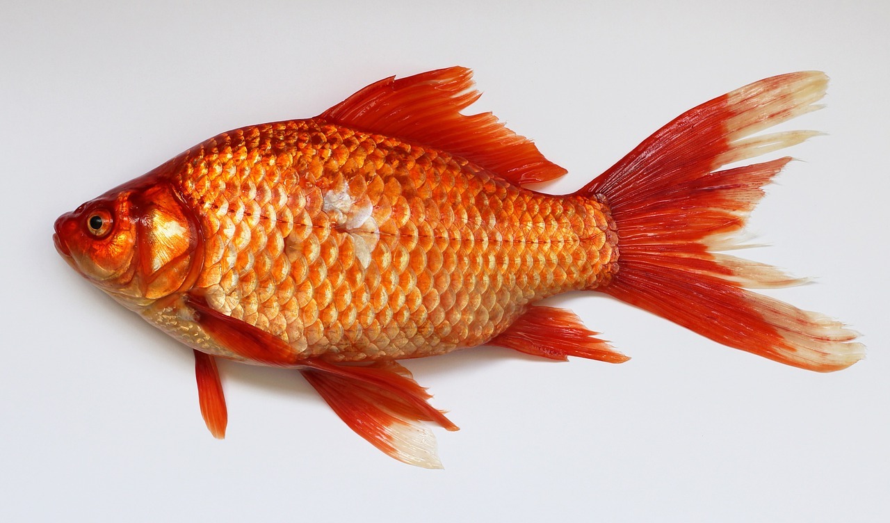 35-facts-about-goldfish-invasive-species