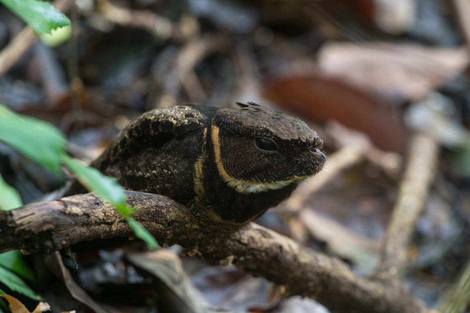 35-facts-about-great-eared-nightjar