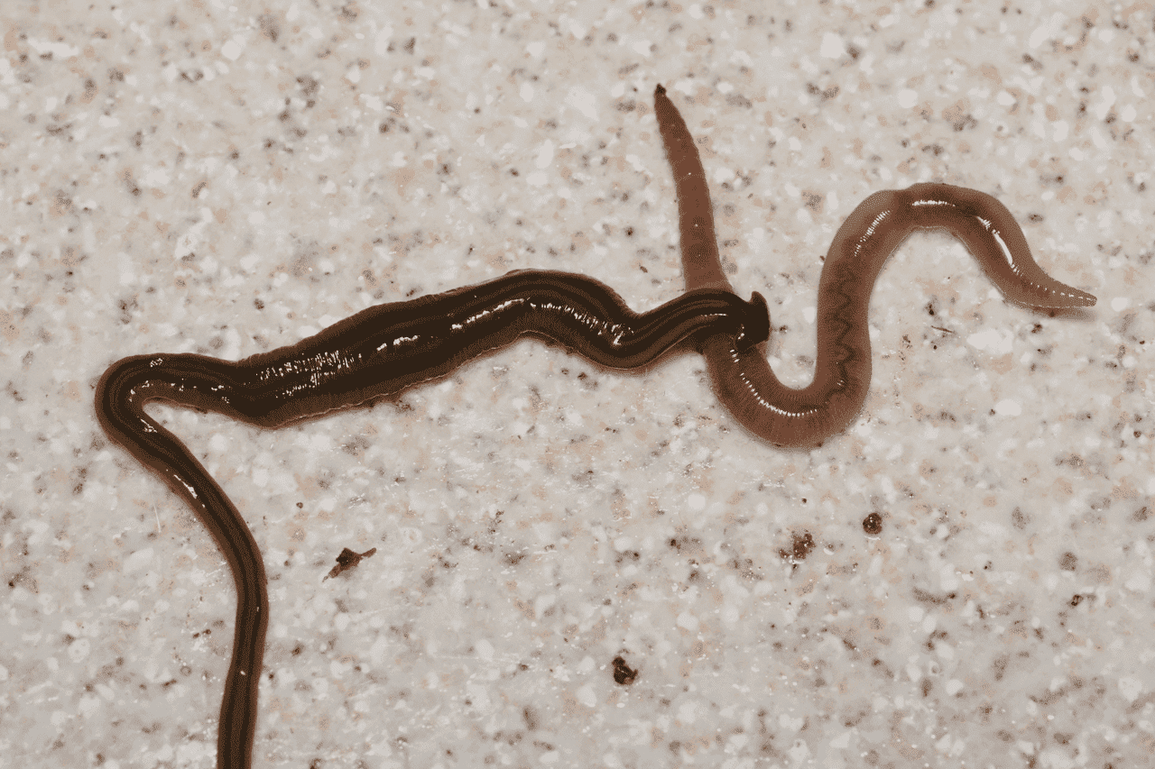 35-facts-about-hammerhead-worm