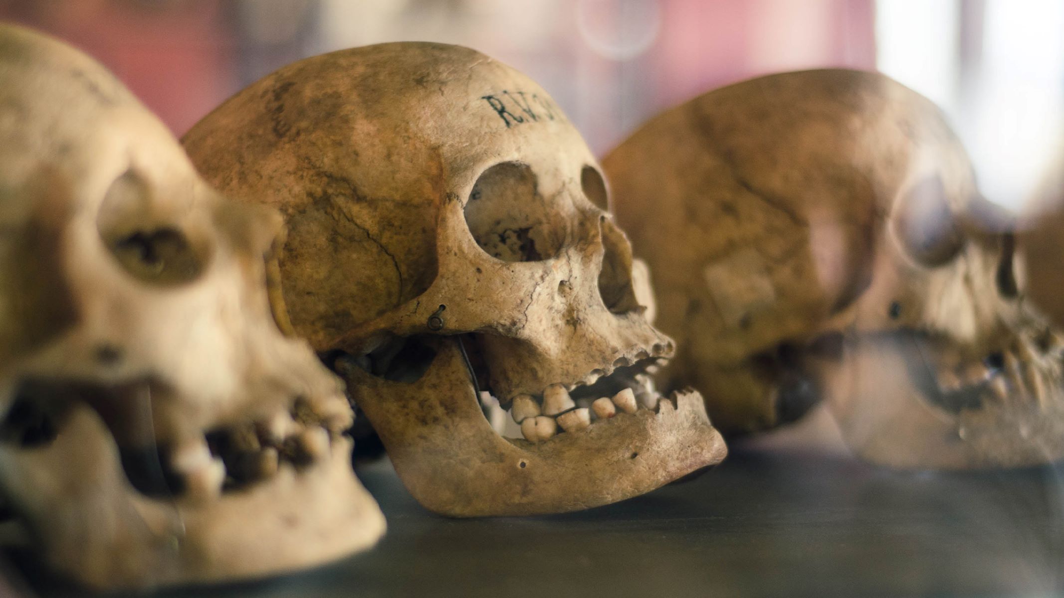 35-facts-about-hirota-skulls